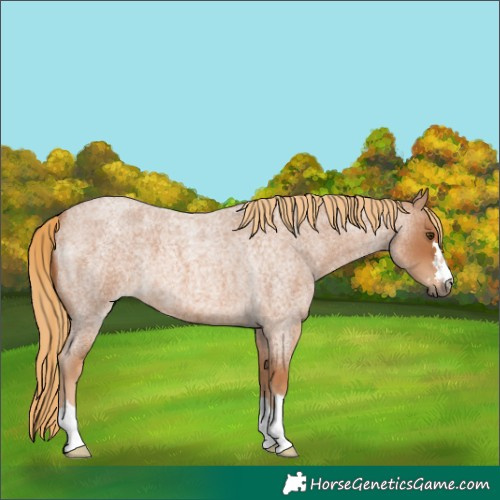 Horse Color:Red Roan