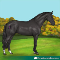 Horse Color:Smoky Black 
