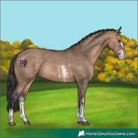 Horse Color:Brown Dun Sabino Rabicano