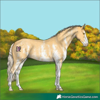 Horse Color:Palomino Sabino 