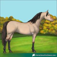 Horse Color:Bay Dun