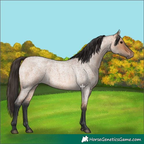 Horse Color:Bay Roan Dun 