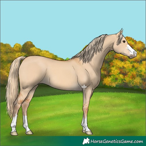 Horse Color:Red Dun 