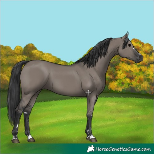 Horse Color:Grullo 