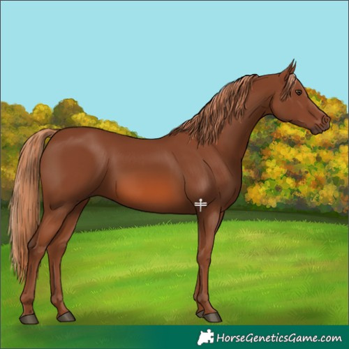 Horse Color:Chestnut 