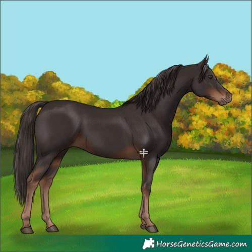 Horse Color:Liver Chestnut 