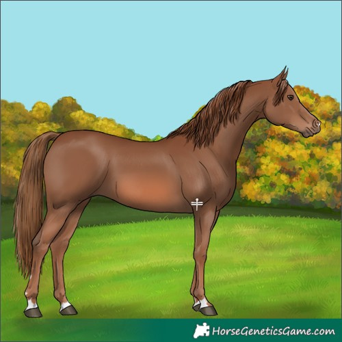 Horse Color:Chestnut 