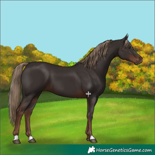 Horse Color:Liver Chestnut 