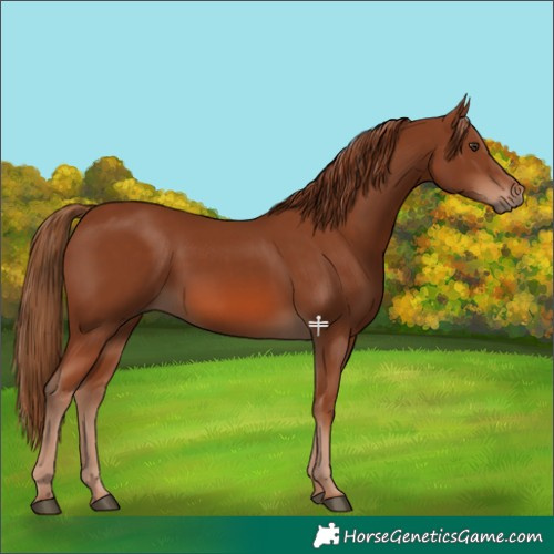 Horse Color:Chestnut 