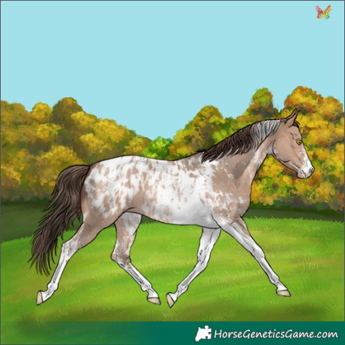 Horse Color:Amber Champagne Sabino Tobiano Appaloosa and Sable Champagne Sabino Tobiano Appaloosa