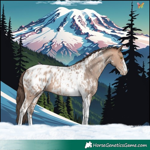 Horse Color:Amber Champagne Sabino Tobiano Appaloosa and Sable Champagne Sabino Tobiano Appaloosa