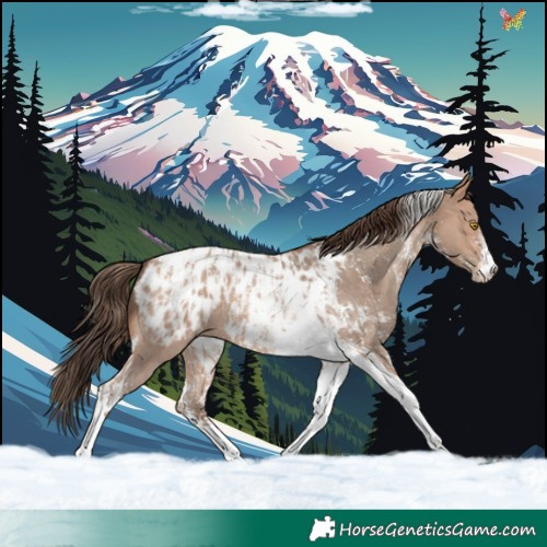 Horse Color:Amber Champagne Sabino Tobiano Appaloosa  and Sable Champagne Sabino Tobiano Appaloosa 