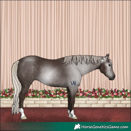 Horse Color:Gray Silver Black