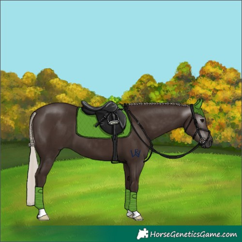 Horse Color:Gray Silver Black 