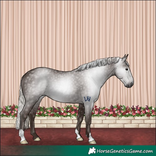Horse Color:Gray Silver Black 