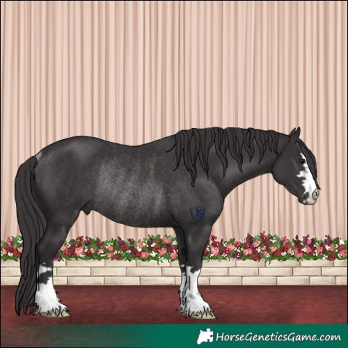 Horse Color:Smoky Black Rabicano 