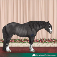 Horse Color:Smoky Black Rabicano