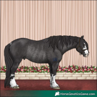 Horse Color:Smoky Black Rabicano