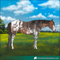 Horse Color:Bay Sabino Tobiano Appaloosa  and Bay Sabino Tobiano Appaloosa 