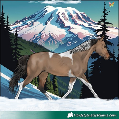 Horse Color:Brown Dun Tobiano 