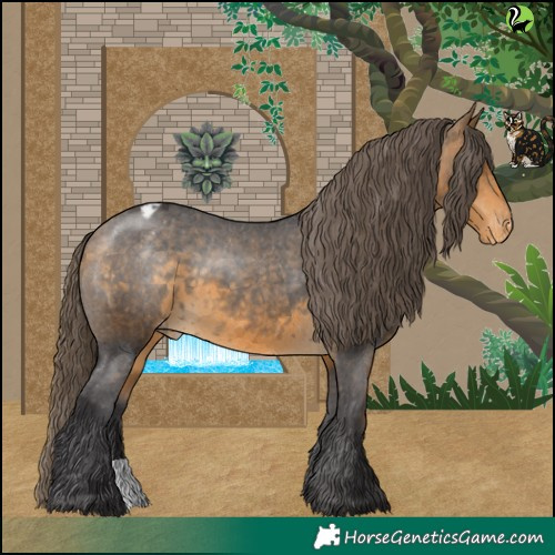 Horse Color:Buckskin Appaloosa 