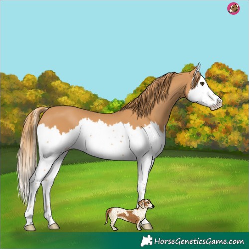 Horse Color:Chestnut Splash 