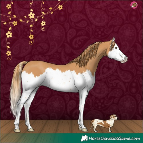 Horse Color:Chestnut Splash 