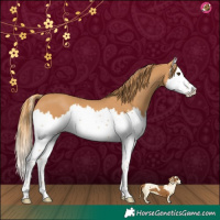 Horse Color:Chestnut Splash 