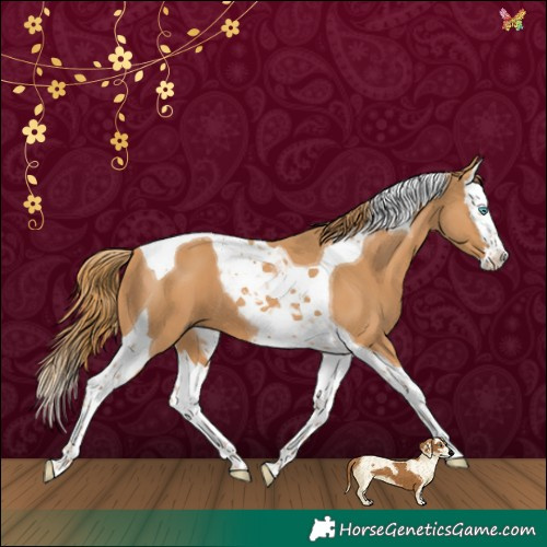 Horse Color:Chestnut Splash Tobiano 