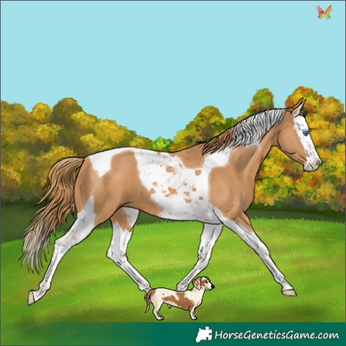 Horse Color:Chestnut Splash Tobiano 