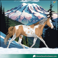 Horse Color:Chestnut Splash Tobiano
