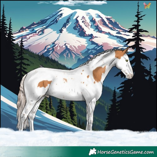 Horse Color:Chestnut Splash Tobiano 