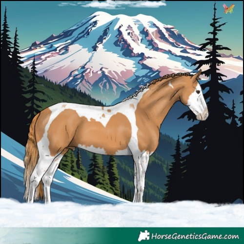 Horse Color:Chestnut Splash Tobiano 