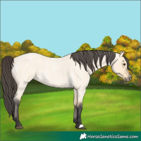 Horse Color:Buckskin Roan Dun