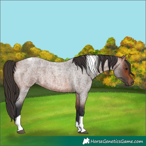 Horse Color:Bay Roan Tobiano