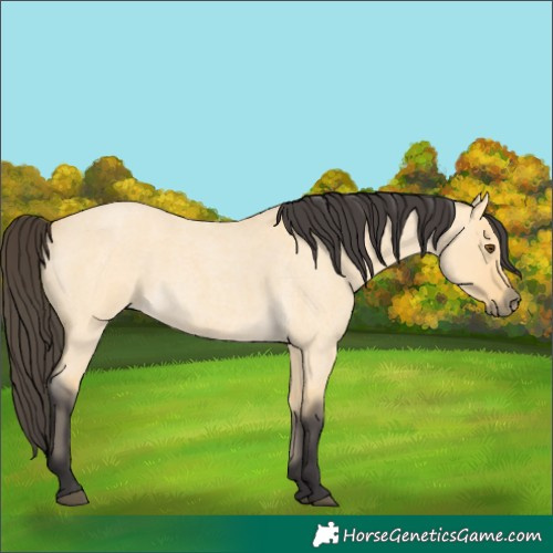 Horse Color:Buckskin Roan Dun 