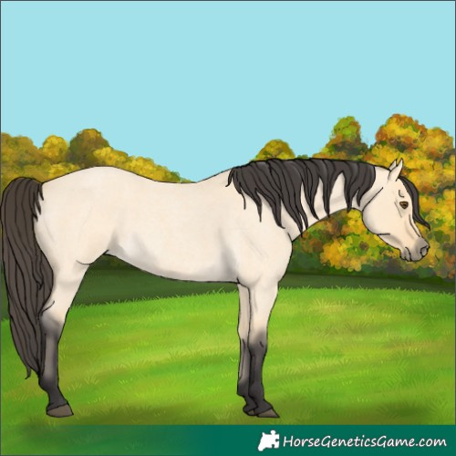 Horse Color:Buckskin Roan Dun 