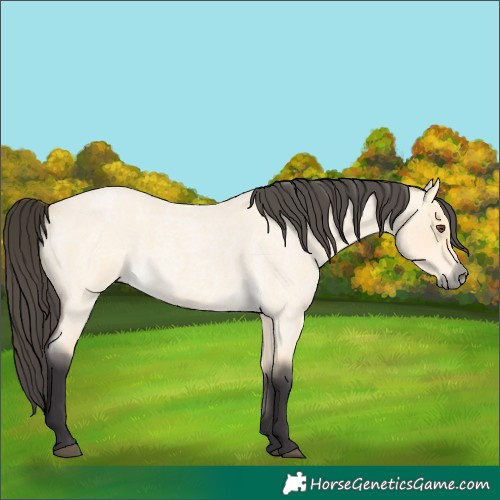 Horse Color:Buckskin Roan Dun