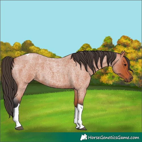 Horse Color:Bay Roan Tobiano 