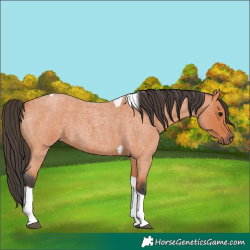 Horse Color:Bay Roan Tobiano 