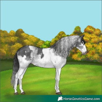 Horse Color:Gray White Spotted Black  and Gray White Spotted Black 
