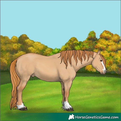 Horse Color:Red Dun 