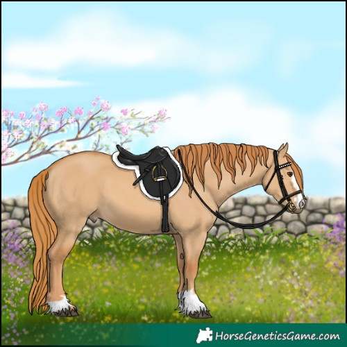 Horse Color:Red Dun 
