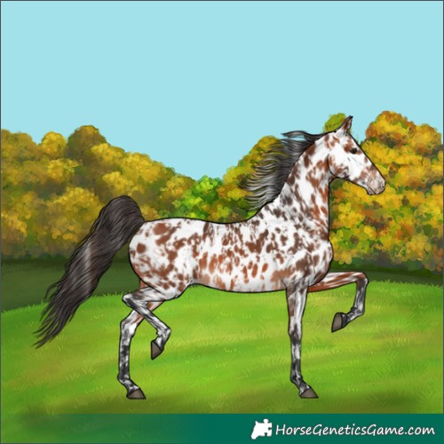 Horse Color:Bay Appaloosa  and Bay Appaloosa 