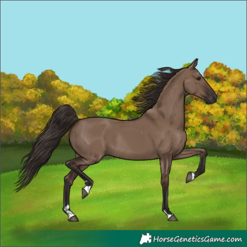 Horse Color:Liver Red Dun Rabicano