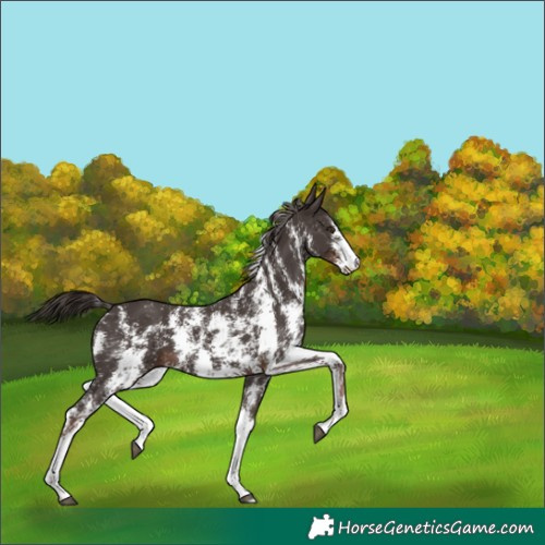 Horse Color:Liver Chestnut Sabino 