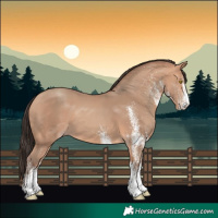 Horse Color:White Spotted Amber Champagne