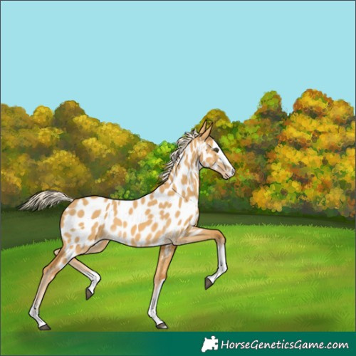 Horse Color:Palomino Dun Appaloosa 