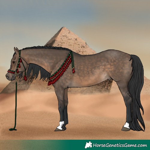 Horse Color:Brown Dun 