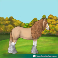 Horse Color:Red Dun Splash 